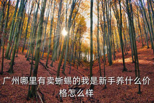 廣州哪里有賣蜥蜴的我是新手養什么價格怎么樣