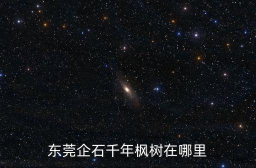 東莞企石千年楓樹在哪里