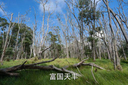 富國天豐