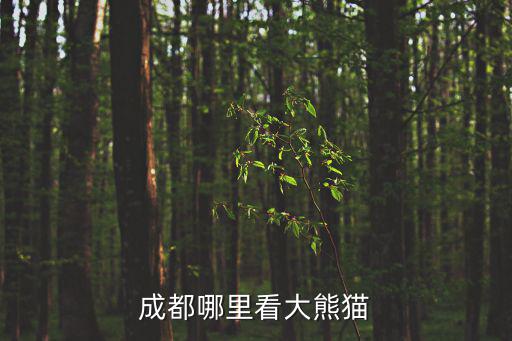 成都哪里看大熊貓