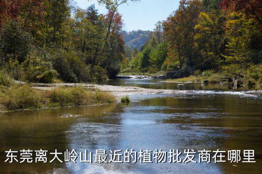 東莞離大嶺山最近的植物批發(fā)商在哪里