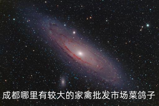 成都哪里有較大的家禽批發(fā)市場菜鴿子
