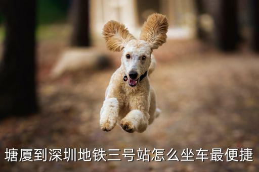 塘廈到深圳地鐵三號(hào)站怎么坐車最便捷