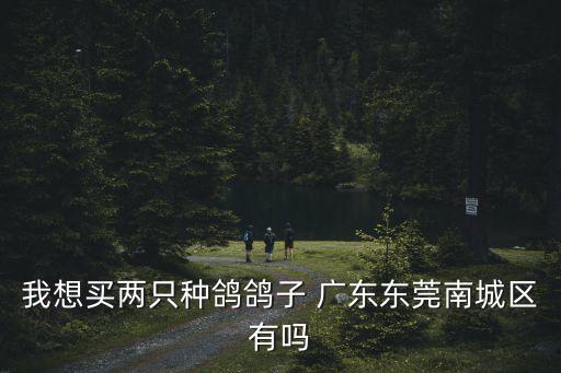 我想買兩只種鴿鴿子 廣東東莞南城區(qū)有嗎