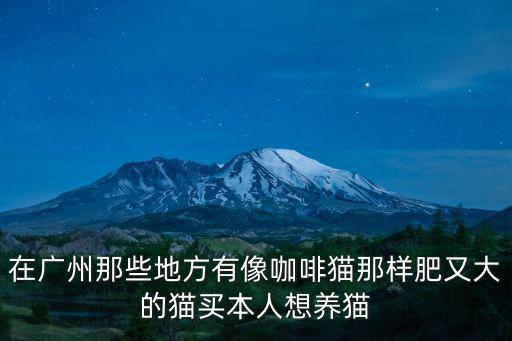 在廣州那些地方有像咖啡貓那樣肥又大的貓買本人想養貓