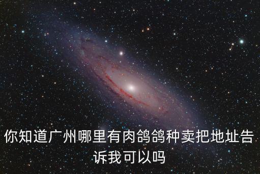 你知道廣州哪里有肉鴿鴿種賣把地址告訴我可以嗎