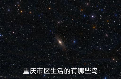 重慶市區(qū)生活的有哪些鳥(niǎo)