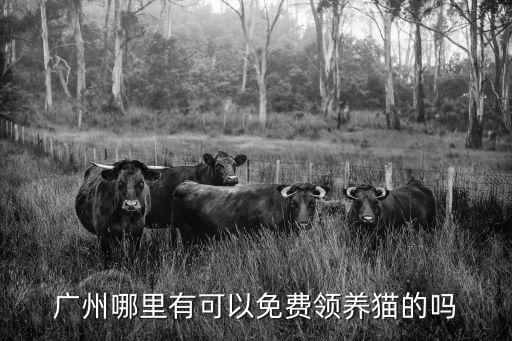 廣州哪里有可以免費領養貓的嗎