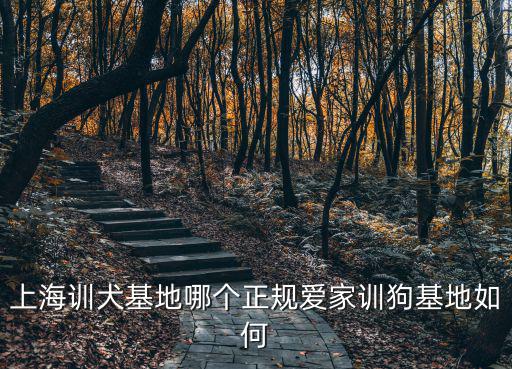上海訓犬基地哪個正規(guī)愛家訓狗基地如何