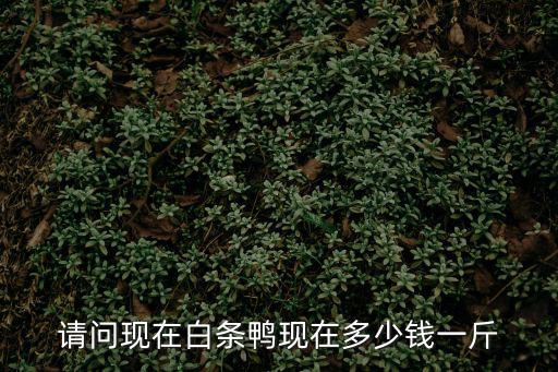 請(qǐng)問現(xiàn)在白條鴨現(xiàn)在多少錢一斤