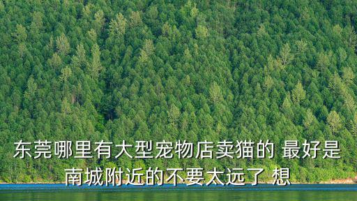 東莞哪里有大型寵物店賣貓的 最好是南城附近的不要太遠了 想