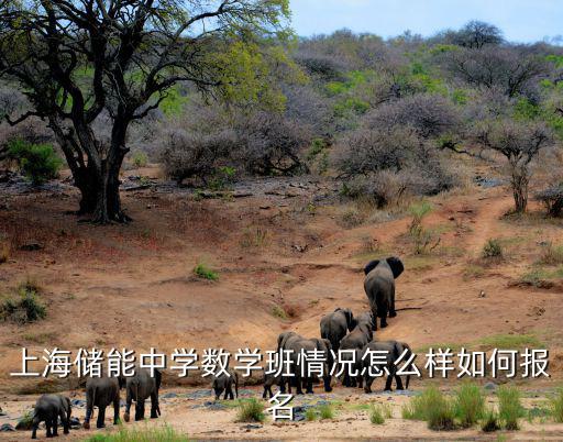 上海儲能中學數(shù)學班情況怎么樣如何報名