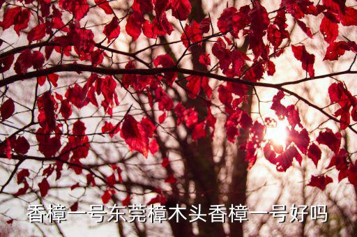 香樟一號東莞樟木頭香樟一號好嗎