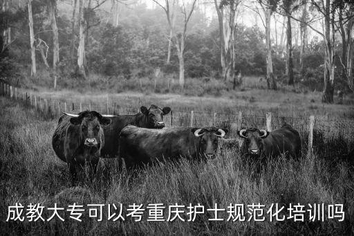 成教大專可以考重慶護士規范化培訓嗎