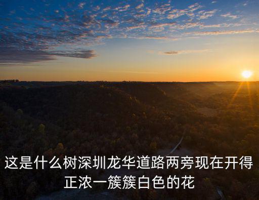 這是什么樹深圳龍華道路兩旁現在開得正濃一簇簇白色的花