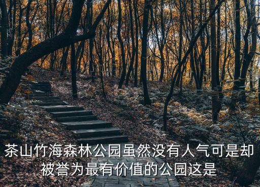 茶山竹海森林公園雖然沒有人氣可是卻被譽(yù)為最有價(jià)值的公園這是
