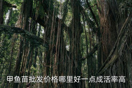 甲魚(yú)苗批發(fā)價(jià)格哪里好一點(diǎn)成活率高