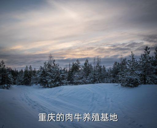 重慶的肉牛養(yǎng)殖基地