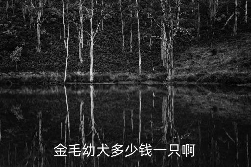 金毛幼犬多少錢(qián)一只啊