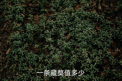 一條藏獒值多少