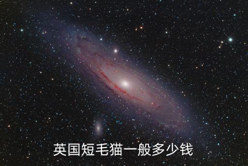 英國短毛貓一般多少錢