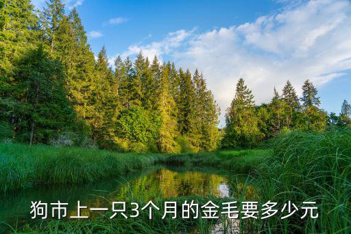 狗市上一只3個月的金毛要多少元