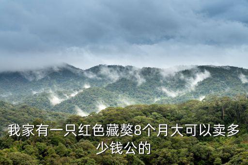 我家有一只紅色藏獒8個月大可以賣多少錢公的