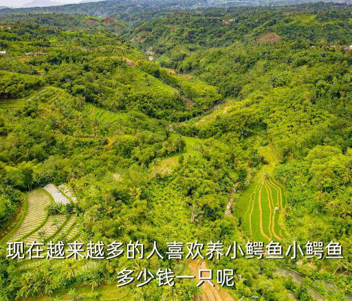 現在越來越多的人喜歡養小鱷魚小鱷魚多少錢一只呢
