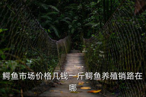 鱷魚市場價格幾錢一斤鱷魚養殖銷路在哪