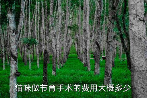 貓咪做節(jié)育手術(shù)的費用大概多少