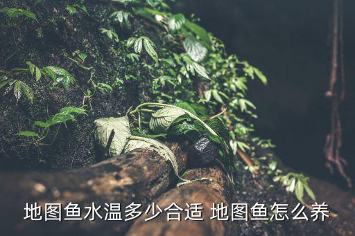 地圖魚水溫多少合適 地圖魚怎么養