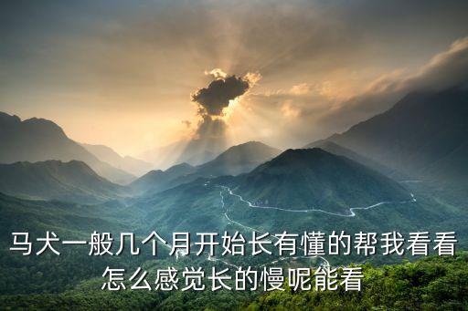 馬犬一般幾個月開始長有懂的幫我看看怎么感覺長的慢呢能看