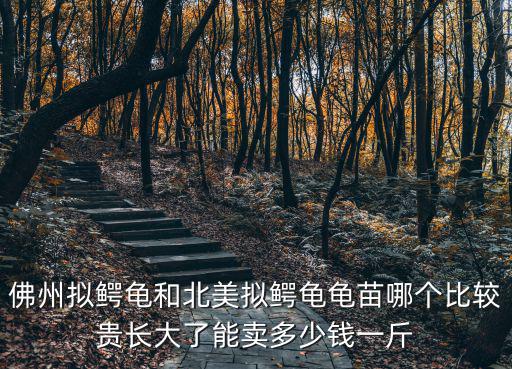 佛州擬鱷龜和北美擬鱷龜龜苗哪個比較貴長大了能賣多少錢一斤
