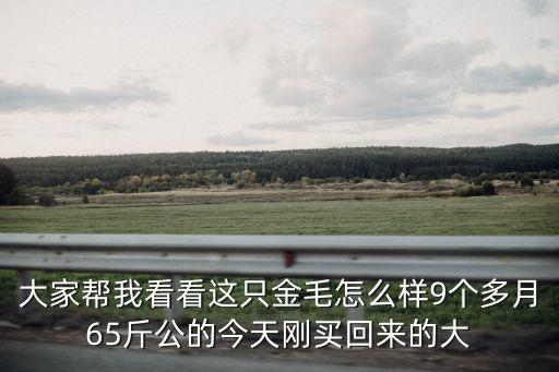 十個月金毛能賣多少錢，金毛現在賣多少錢