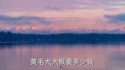黃毛犬大概要多少錢