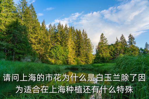 請問上海的市花為什么是白玉蘭除了因為適合在上海種植還有什么特殊