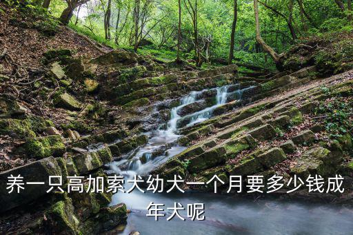 高加索幼犬多少錢，有誰知道高加索幼犬多少錢一只啊