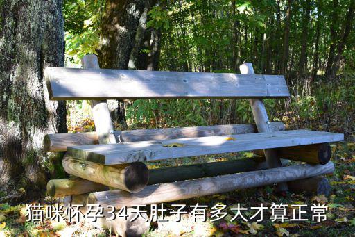 貓咪懷孕34天肚子有多大才算正常