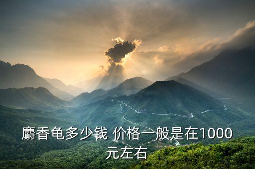 麝香龜多少錢 價(jià)格一般是在1000元左右