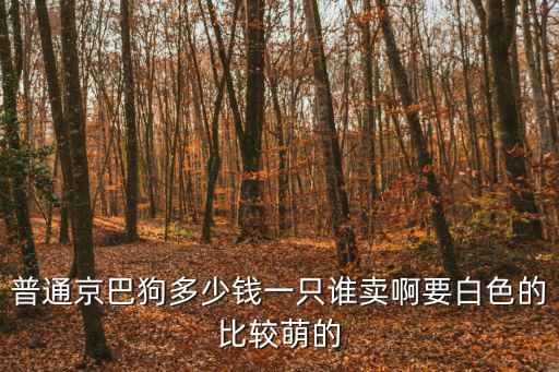 普通京巴狗多少錢一只誰賣啊要白色的比較萌的
