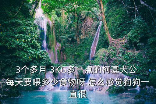 柯基吃多少粒皇家a3，皇家A3可以喂多大的狗狗吃呢營(yíng)養(yǎng)好不好