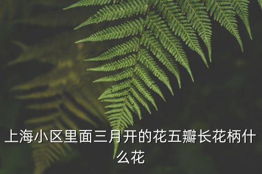 上海小區里面三月開的花五瓣長花柄什么花