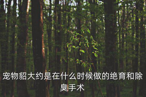 寵物貂大約是在什么時候做的絕育和除臭手術