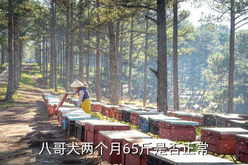 八哥犬兩個月65斤是否正常