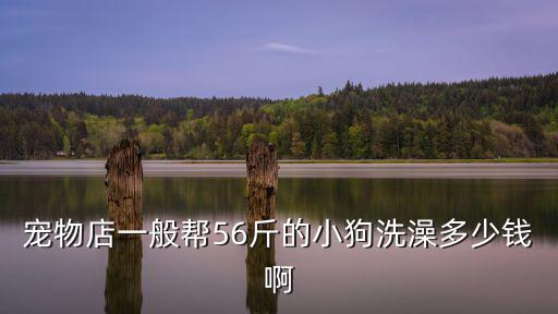給寵物洗澡要多少錢一次，深圳給寵物洗澡和美容一般要多少錢 小型和小型的