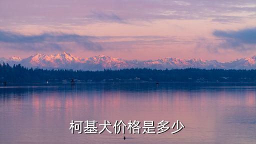 柯基犬價格是多少