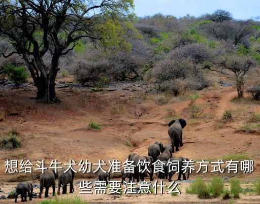 想給斗牛犬幼犬準(zhǔn)備飲食飼養(yǎng)方式有哪些需要注意什么