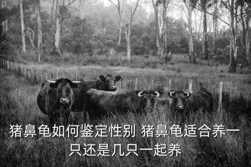 豬鼻龜如何鑒定性別 豬鼻龜適合養一只還是幾只一起養