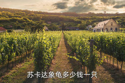 蘇卡達象龜多少錢一只