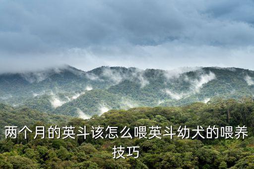 英斗怎么喂多少吃多少錢，英國(guó)斗牛犬成犬每天喂多少狗糧